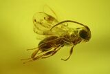 Detailed Fossil Wasp (Hymenoptera) & Spider (Araneae) in Baltic Amber #207473-3